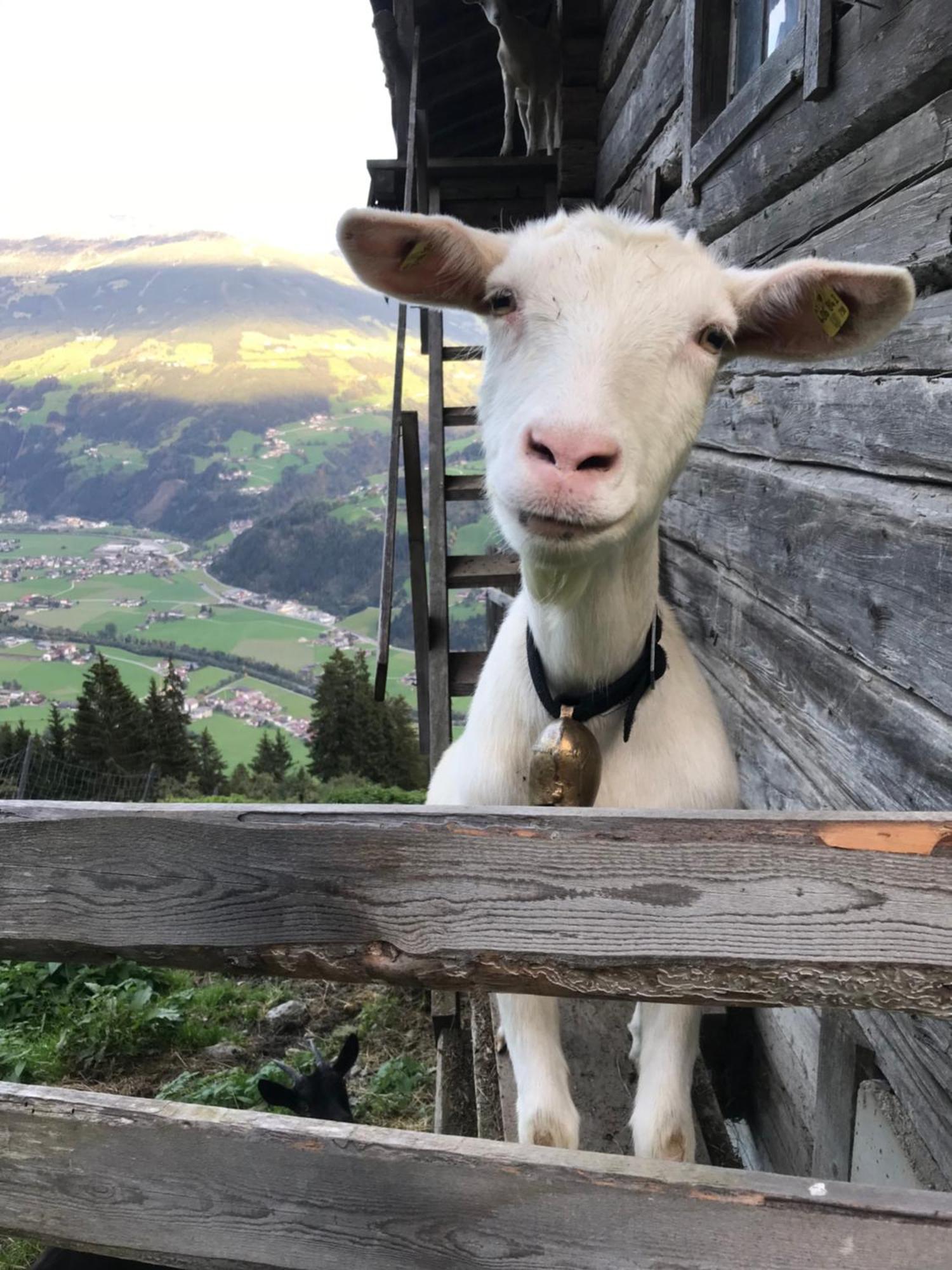 Goass'N Alm Zillertal Villa Hippach Exterior foto